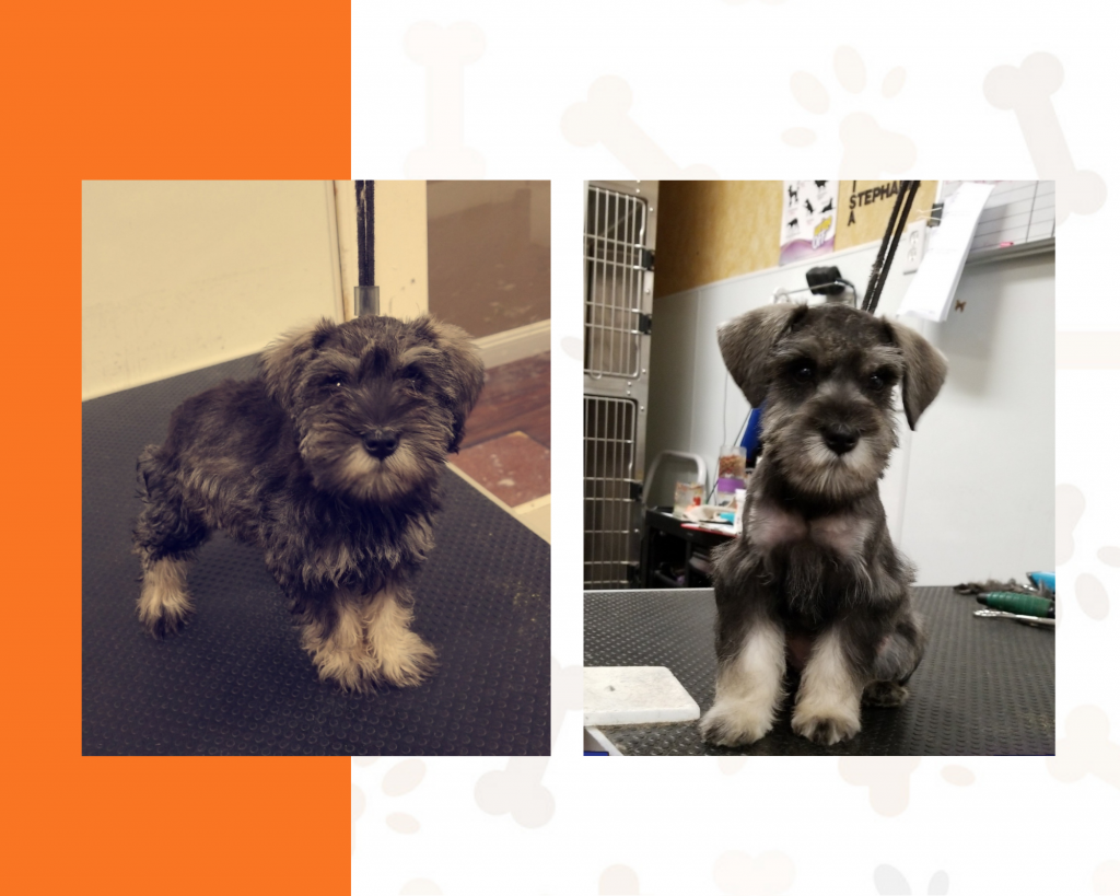 Fur and Feathers Luxury Pet Resort Grooming