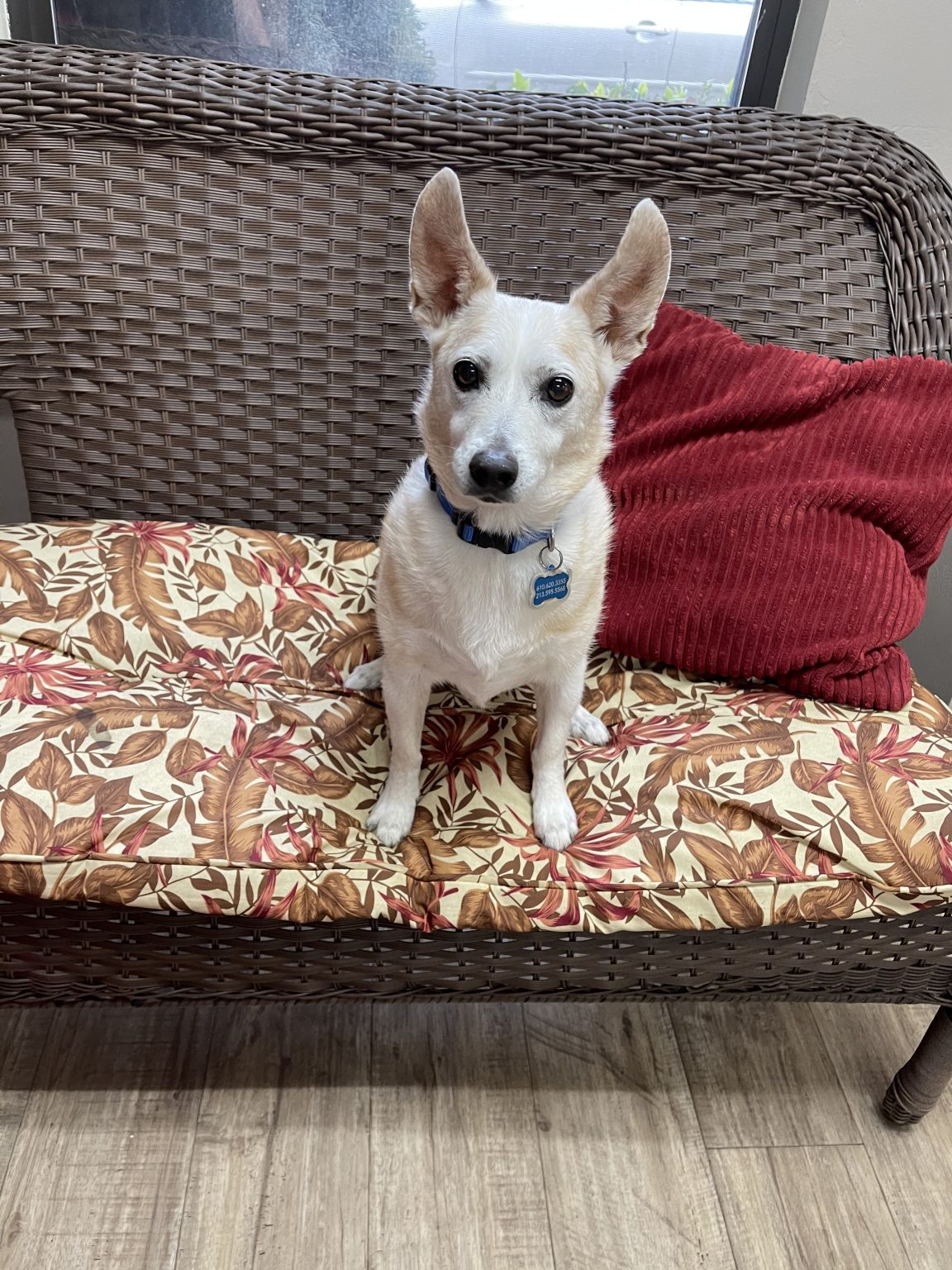 Fur and Feathers Luxury Pet Resort Boarding