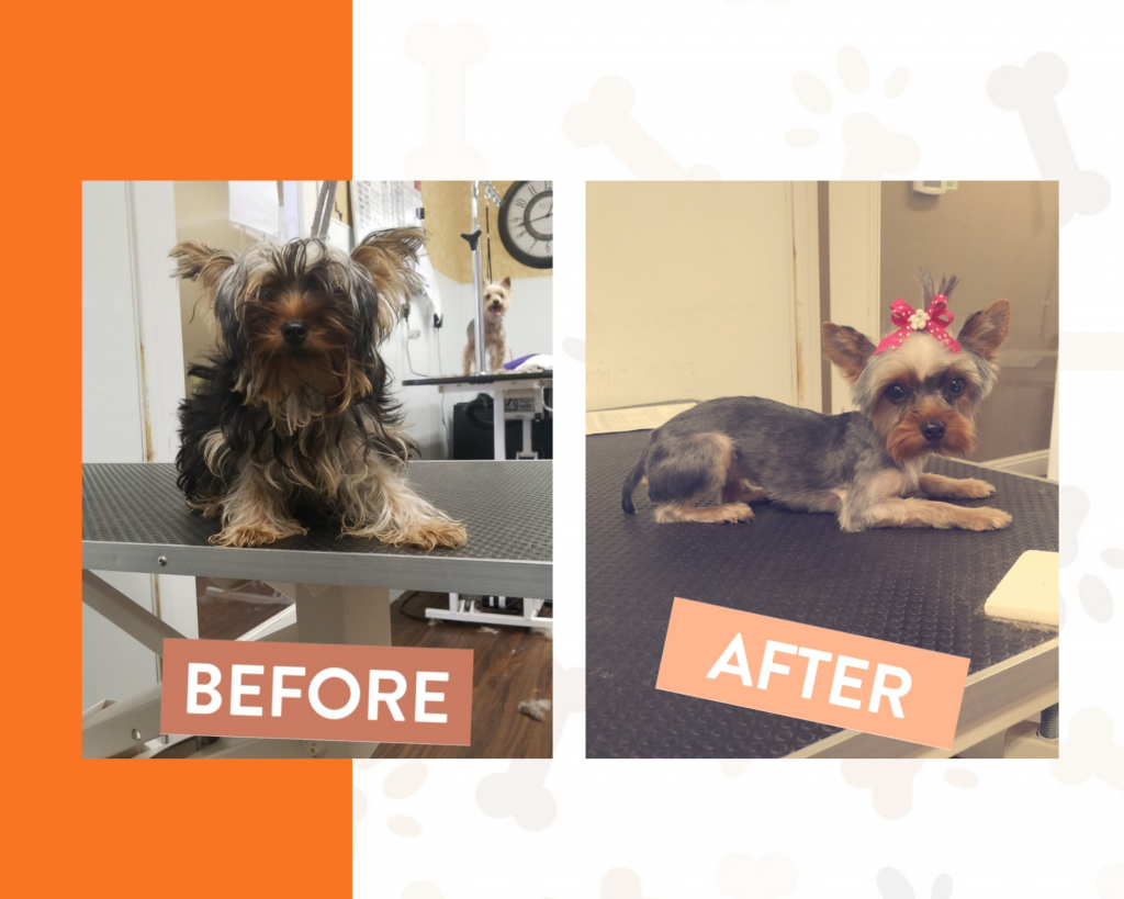 Fur and Feathers Luxury Pet Resort Grooming